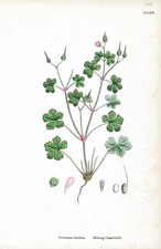 Shining Crane's-bill