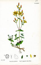 Small Upright St. John's Wort