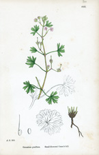 Small-flowered Crane's-bill