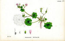 Soft Crane's-bill
