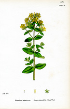Square-stemmed St. John's Wort