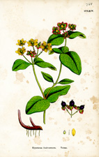 Tutsan