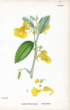 Yellow Balsam