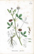Alsike Clover