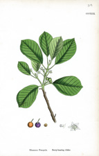 Berry-bearing Alder