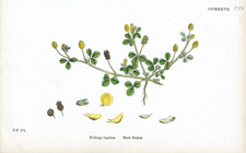 Black Medick