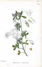 Boccone's Trefoil