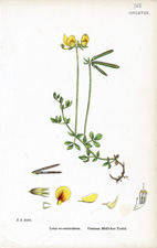 Common Bird's-foot Trefoil
