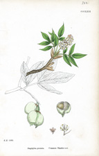 Common Bladder-nut