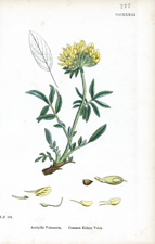 Common Kidney Vetch