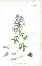 Common Lucerne