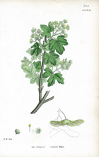 Common Maple