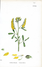 Common Melilot