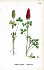 Crimson Clover