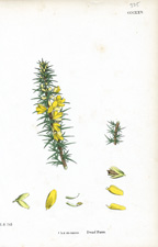 Dwarf Furze