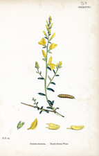 Dyer's Green-Weed