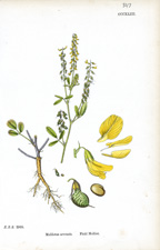 Field Melilot
