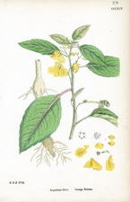 Orange Balsam