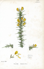 Planchon's Furze