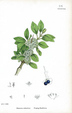 Purging Buckthorn