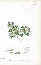 Reverse-flowered Trefoil