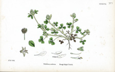Rough Rigid Trefoil