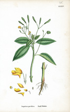 Small Balsam