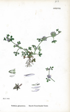 Smooth Round-headed Trefoil
