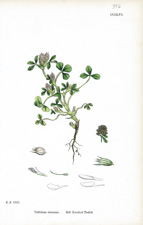 Soft Knotted Trefoil