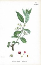 Spindle Tree