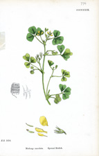Spotted Medick
