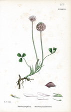 Strawberry-headed Trefoil