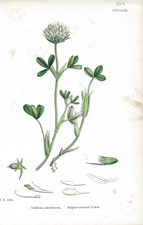 Sulphur-coloured Trefoil