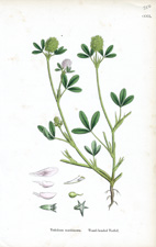 Teasel-headed Trefoil