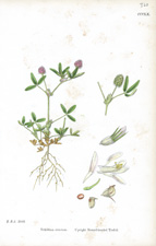 Upright Round-headed Trefoil