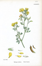 Yellow Lucerne