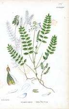 Alpine Milk-Vetch