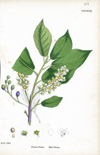 Bird Cherry