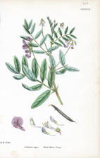 Black Bitter Vetch