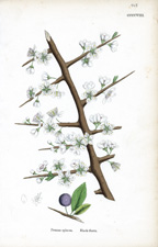 Black-thorn