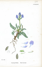 Blue Oxytropis