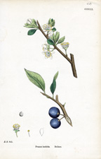 Bullace