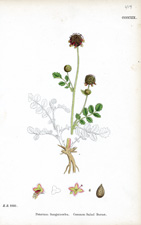 Common Salad Burnet