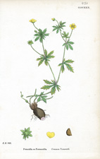 Common Tormentil