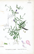 Common Wild Vetch