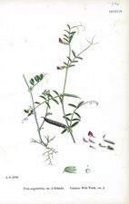 Common Wild Vetch