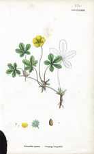 Creeping Cinquefoil