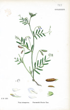 Four-seeded Slender Tare