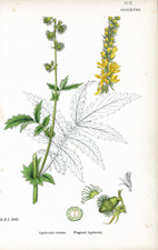 Fragrant Agrimony