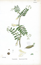 Hairy-flowered Vetch